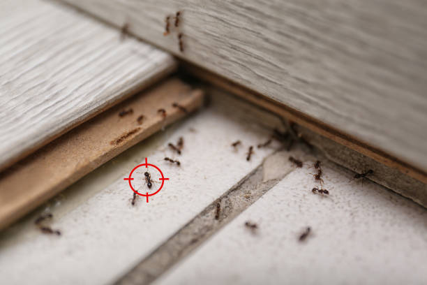 Best Wasp Removal Services  in Willamina, OR
