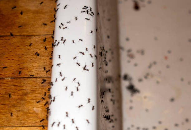 Wasp Removal Services in Willamina, OR
