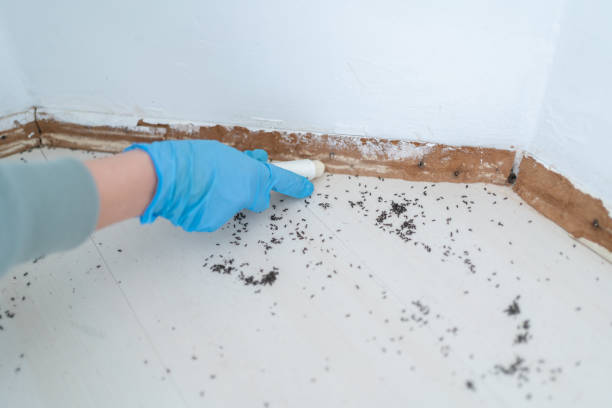 Best Pest Inspection Near Me  in Willamina, OR